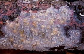 Attēlu rezultāti vaicājumam “Radulomyces confluens”