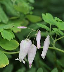 Image result for Adlumia cirrhosa