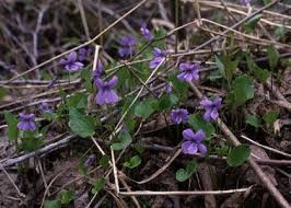Attēlu rezultāti vaicājumam “Viola uliginosa”