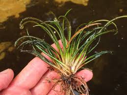 Attēlu rezultāti vaicājumam “Isoetes lacustris”