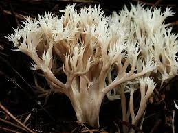 Attēlu rezultāti vaicājumam “Clavulina amethystina”