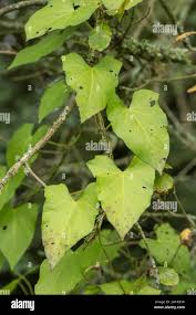 Attēlu rezultāti vaicājumam “Calystegia sepium leaf”