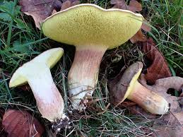 Attēlu rezultāti vaicājumam “Xerocomus subtomentosus”