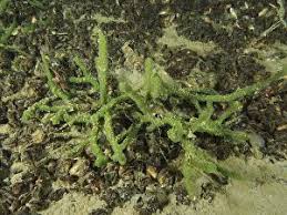 Attēlu rezultāti vaicājumam “Spongilla lacustris”