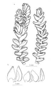 Attēlu rezultāti vaicājumam “Anastrophyllum minutum”