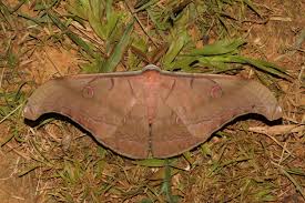 Attēlu rezultāti vaicājumam “Saturniidae”