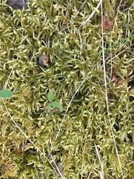 Attēlu rezultāti vaicājumam “Pleurozium schreberi sporophyte”