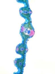 Attēlu rezultāti vaicājumam “Agrostis canina leaf”