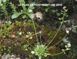 Attēlu rezultāti vaicājumam “Teesdalia nudicaulis”