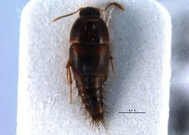 Attēlu rezultāti vaicājumam “Sepedophilus sp.”