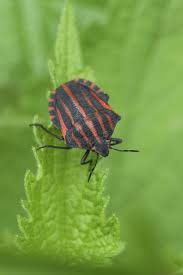 Attēlu rezultāti vaicājumam “Graphosoma lineatum imago”