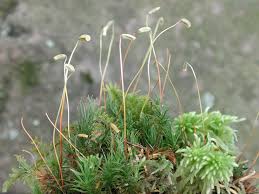 Attēlu rezultāti vaicājumam “Polytrichastrum pallidisetum”