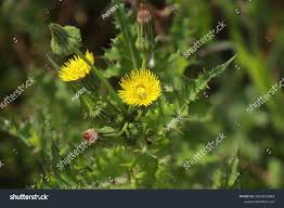 Attēlu rezultāti vaicājumam “Sonchus asper”