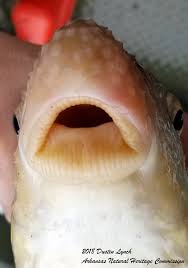 Image result for Moxostoma carinatum