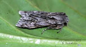 Attēlu rezultāti vaicājumam “Brachionycha nubeculosa”