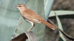 Image result for Cercotrichas galactotes