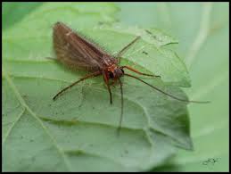 Attēlu rezultāti vaicājumam “Chaetopteryx villosa”