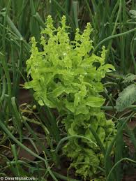 Attēlu rezultāti vaicājumam “Lactuca sativa flower”