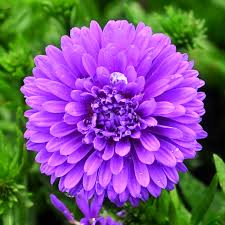Image result for Aster novi-belgii