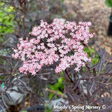 Attēlu rezultāti vaicājumam “Sambucus nigra flower”