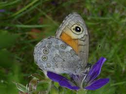 Attēlu rezultāti vaicājumam “Lasiommata maera underside”