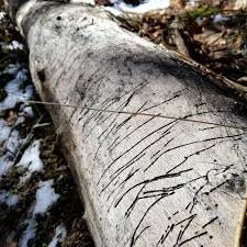 Attēlu rezultāti vaicājumam “Hylecoetus dermestoides female”