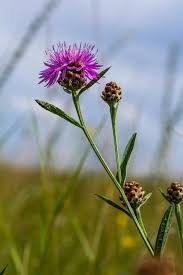 Attēlu rezultāti vaicājumam “Centaurea scabiosa flower”