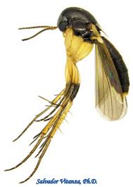 Attēlu rezultāti vaicājumam “Mycetophilidae”