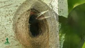 Attēlu rezultāti vaicājumam “Dryocopus martius nest”