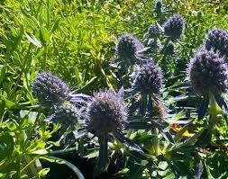 Image result for Eryngium `Blue Hobbit`