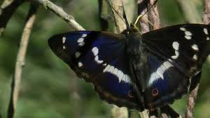 Attēlu rezultāti vaicājumam “Apatura iris male”