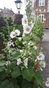 Attēlu rezultāti vaicājumam “Alcea rosea bud”