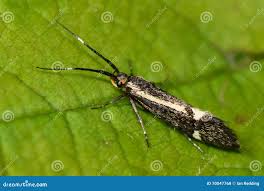 Attēlu rezultāti vaicājumam “Oecophoridae”