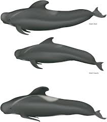 Image result for Globicephala melas