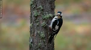 Attēlu rezultāti vaicājumam “Dendrocopos major”