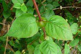 Attēlu rezultāti vaicājumam “Lonicera ferdinandii fruit”