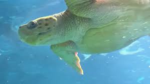 Image result for Caretta caretta