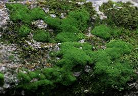 Attēlu rezultāti vaicājumam “Hymenostylium recurvirostrum macro”