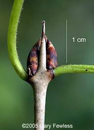 Attēlu rezultāti vaicājumam “Rhamnus cathartica fruit”