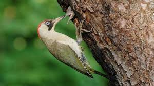 Attēlu rezultāti vaicājumam “Picus viridis nest”