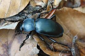 Attēlu rezultāti vaicājumam “Carabus glabratus”