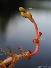 Attēlu rezultāti vaicājumam “Myriophyllum alterniflorum”
