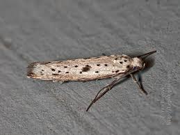 Attēlu rezultāti vaicājumam “Yponomeuta plumbella”