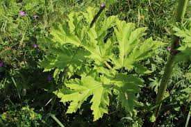 Attēlu rezultāti vaicājumam “Heracleum sosnowskyi leaf”