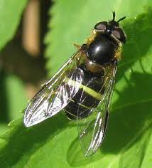 Attēlu rezultāti vaicājumam “Dasysyrphus tricinctus”