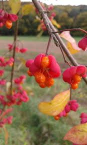 Attēlu rezultāti vaicājumam “Euonymus europaeus”