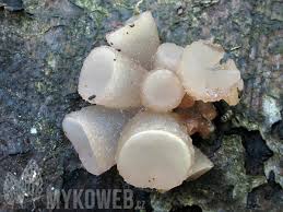 Attēlu rezultāti vaicājumam “Neobulgaria pura”