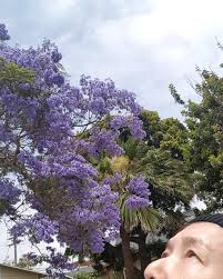 「桃井桜」の画像検索結果