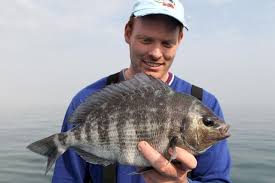 Image result for Spondyliosoma cantharus