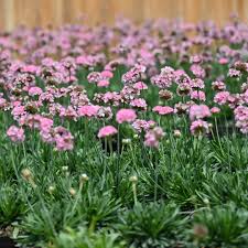 Attēlu rezultāti vaicājumam “Armeria vulgaris flower”